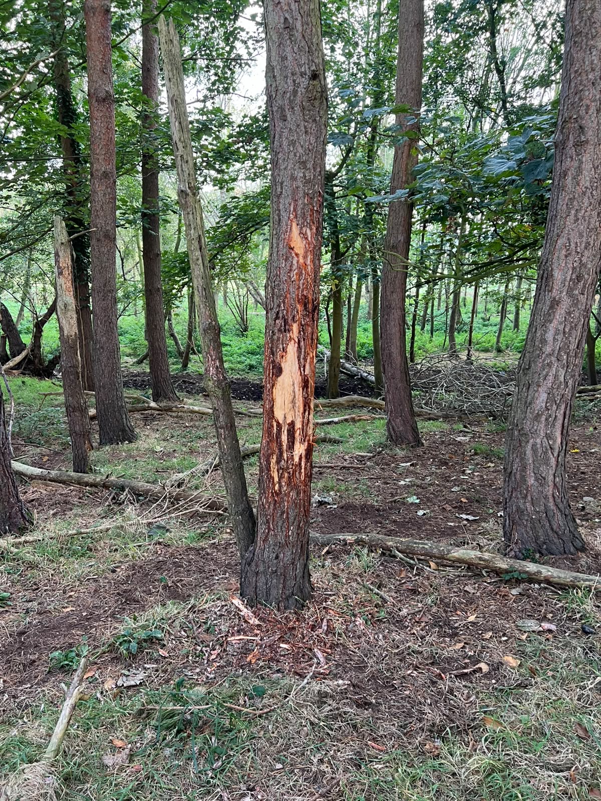 A tree showing damage caused by deer browsing or bark stripping