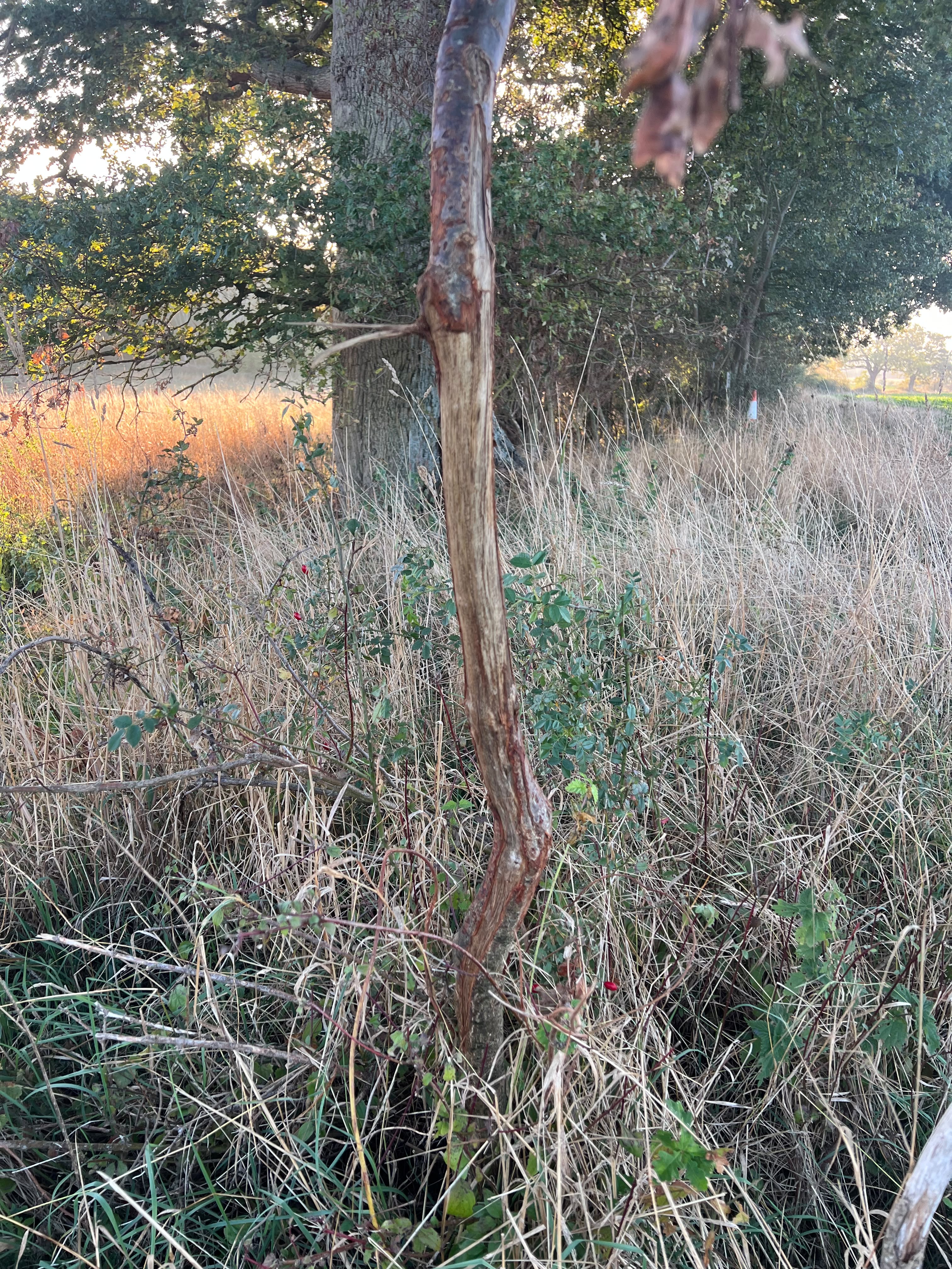 Dead tree showing the effects of deer-related bark damage