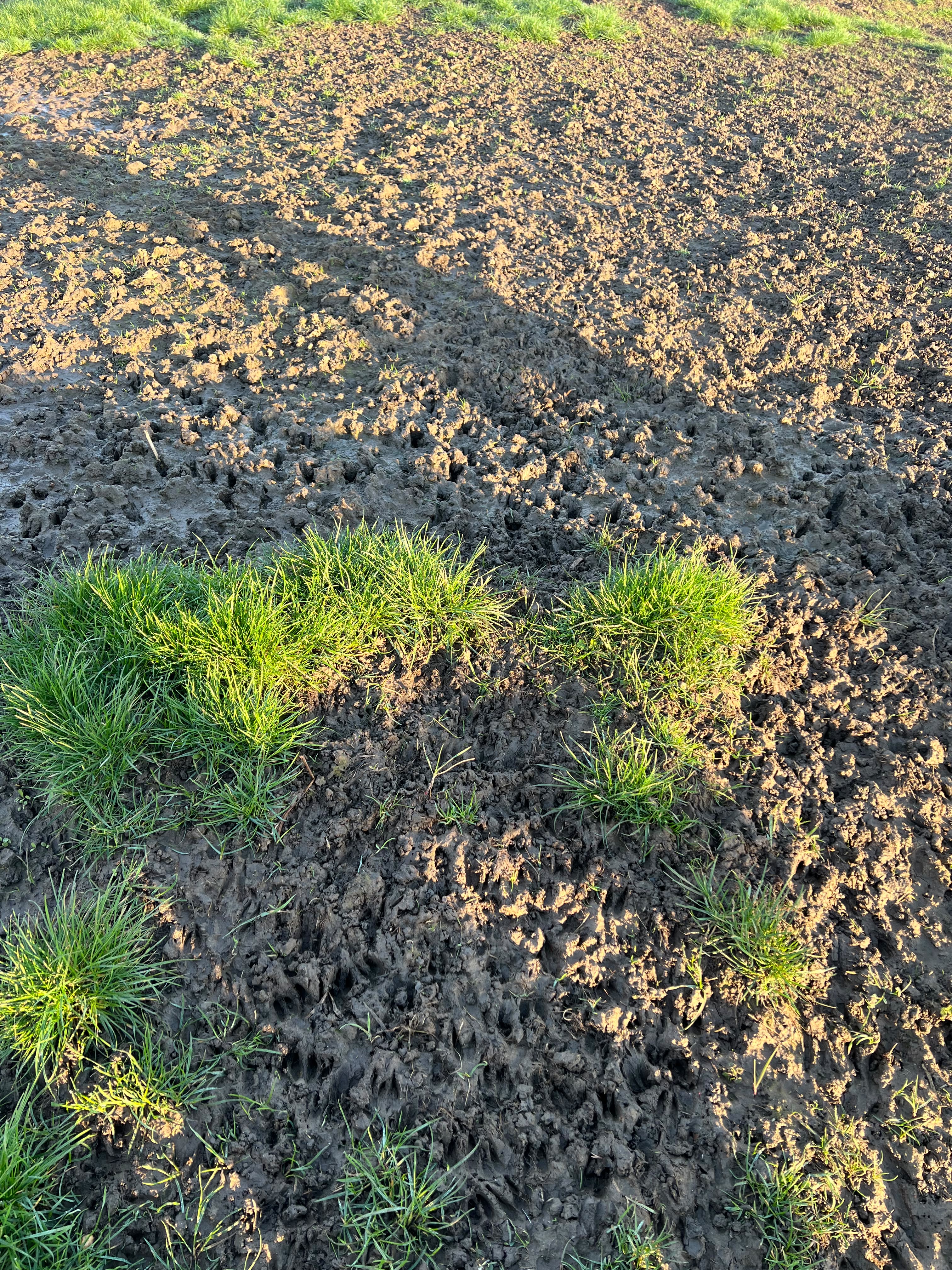 Field damage associated with deer activity