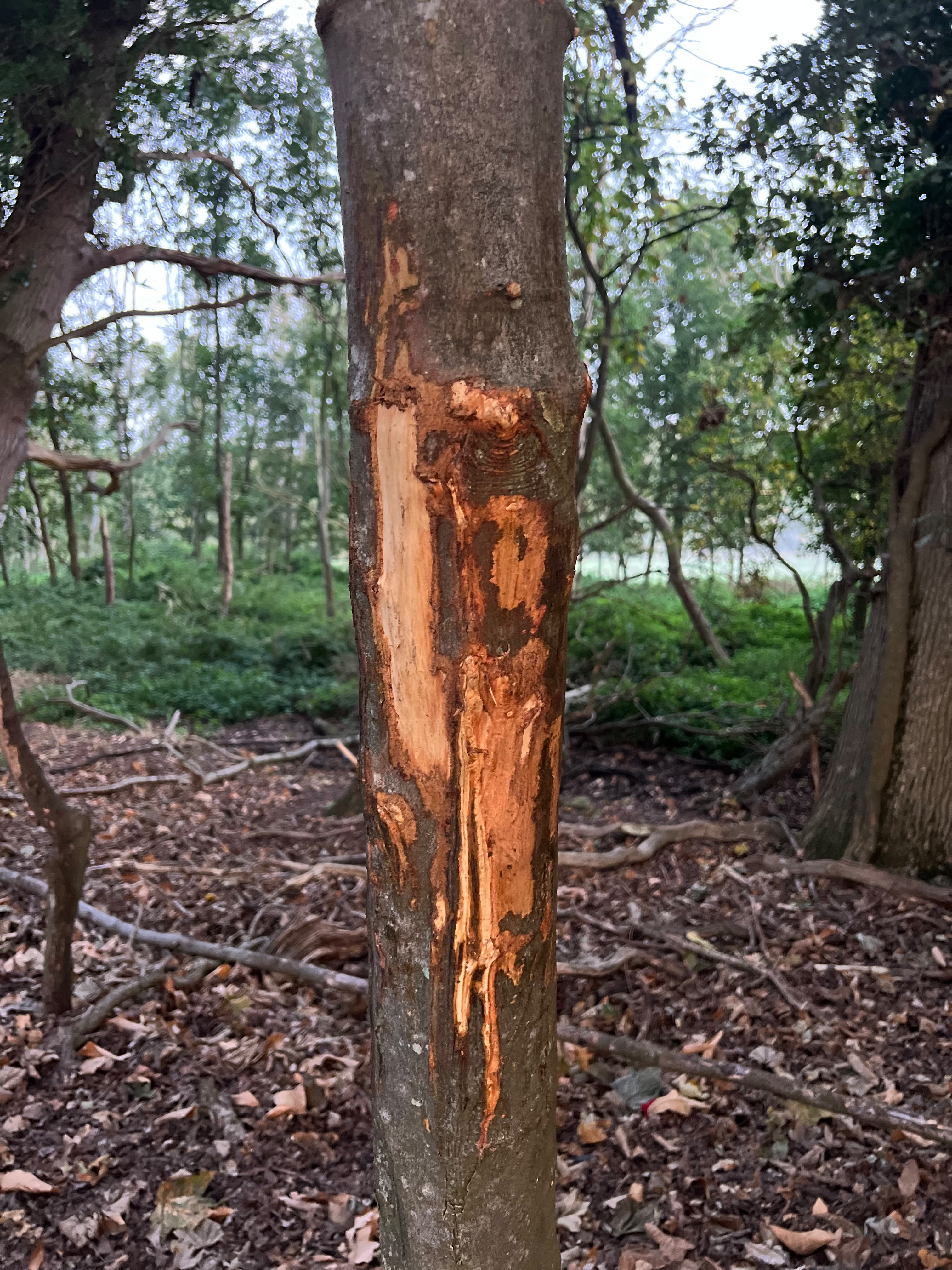 Visible deer damage on the land