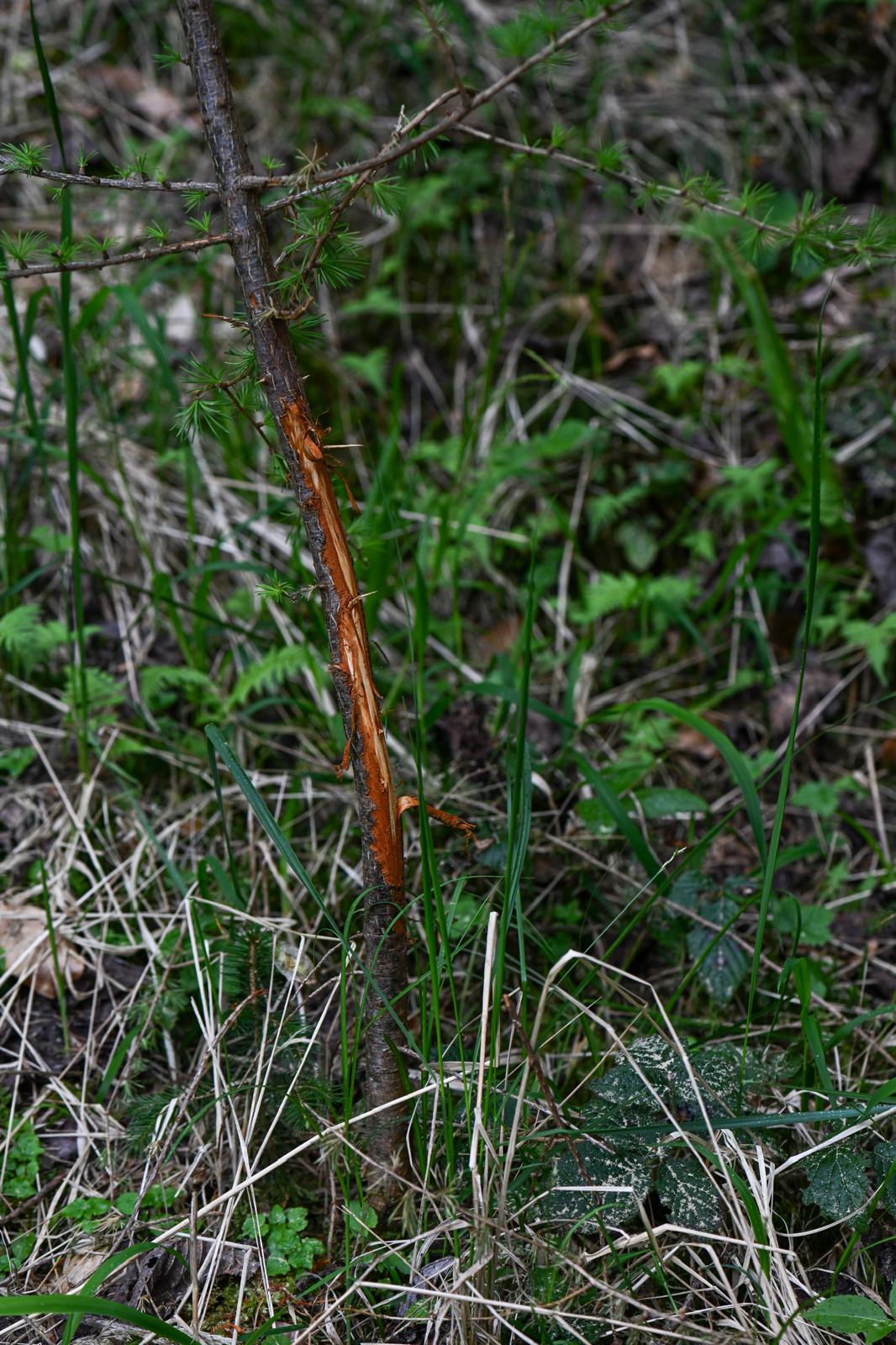 Mature tree showing deer-related bark damage